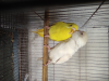 Budgerigar bird